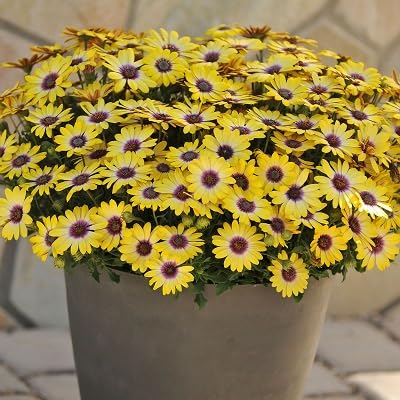 Yellow Osteospermum Flower Seeds