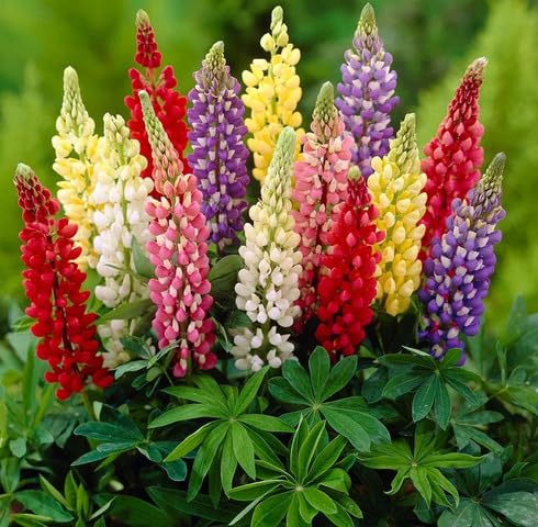 Mixed Lupin Flower Seeds