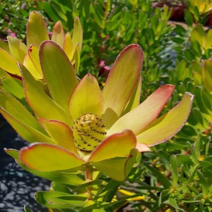Yellow Leucadendron Flower Seeds