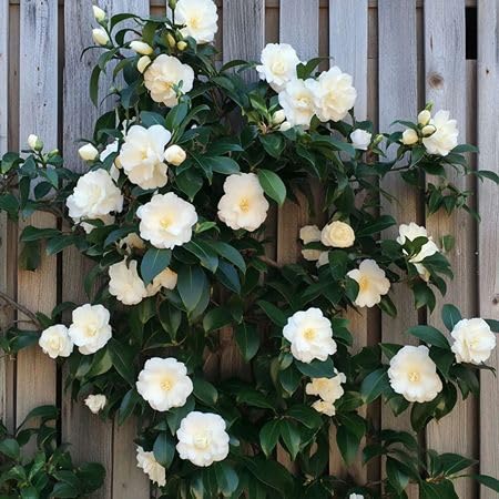 White Camellia Flower Seeds