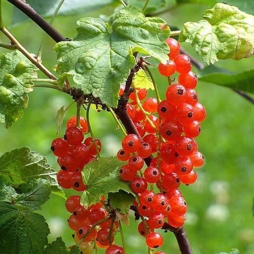 red currant fruit Fruit Seeds for Home Planting Premium Germination Healthy Harvest Growing