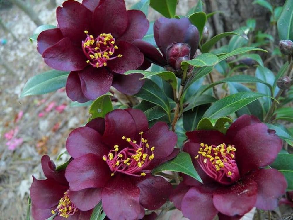 Pink Camellia Flower Seeds Perennial Heirloom, Non-GMO, High Germination - Heirloom Non GMO High Germination Organic Gar