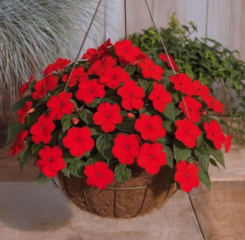Red Impatiens Walleriana Flower Seeds
