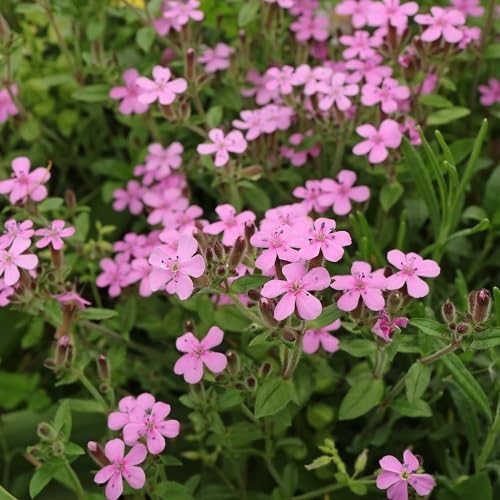 Pink Saponaria Ocymoides Flowers Seeds