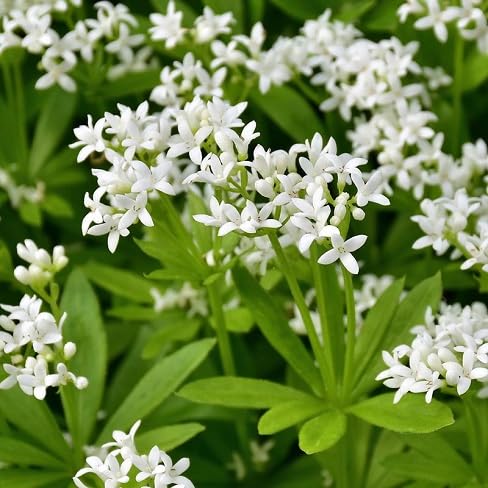 Woodruff Flower Seeds