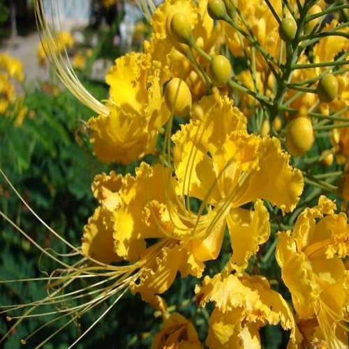 caesalpinia pulcherrima Flower Seeds