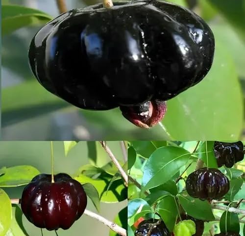 Black Surinam Fruit fruit seeds for organic garden planting
