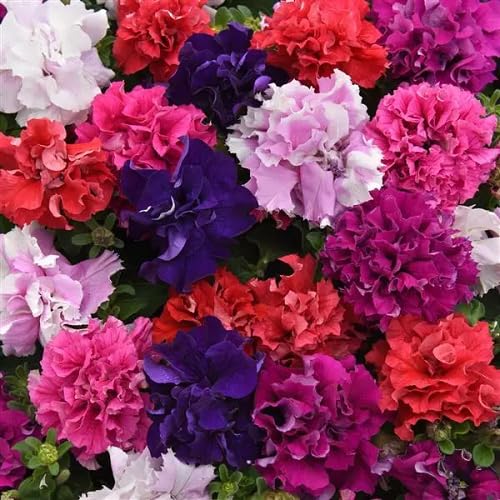 double mixed petunia flower