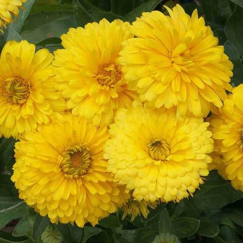 Yellow Calendula Flowers Seeds