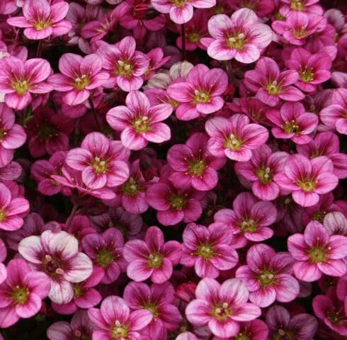 pink saxifraga flower seeds