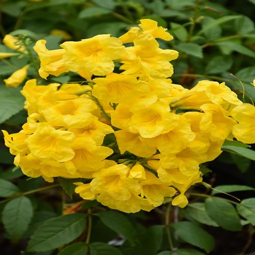 Yellow Esperanza Flower Seeds