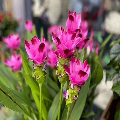 Curcuma Flower Seeds