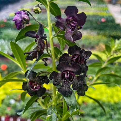 Black Angelonia Flower Seeds