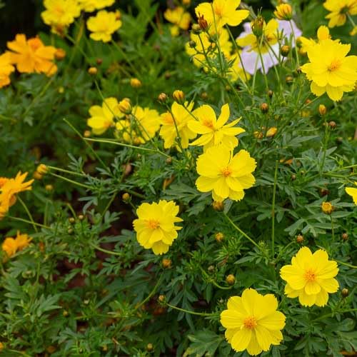 Yellow Cosmos Flower Seeds