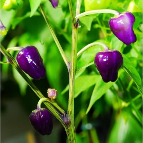 Purple Piquin vegetable seeds - Heirloom, Organic, Non Gmo Garden Seeds for kitchen garden planting