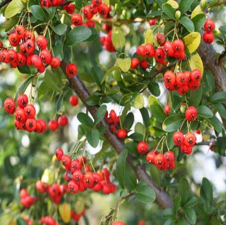 Red Pyracantha fruit seeds for organic garden planting
