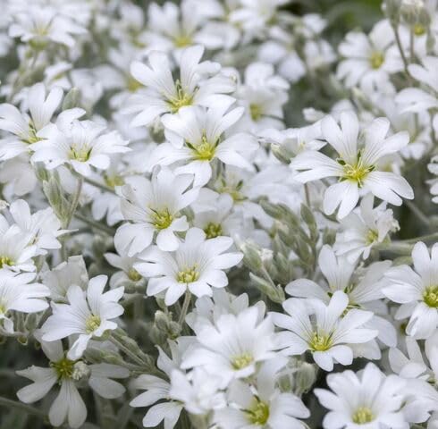 White Cerastium Flower Seeds