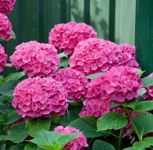 Pink Hydrangeas Flower Seeds