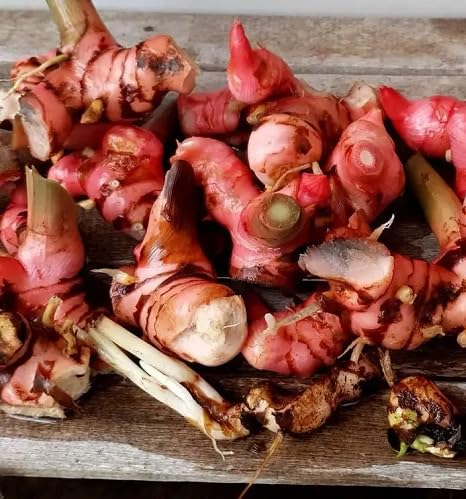 Red Galangal vegetable seeds - Heirloom, Organic, Non Gmo Garden Seeds for kitchen garden planting