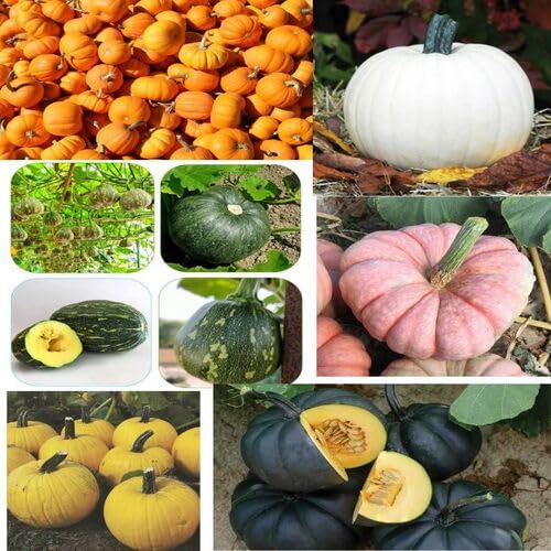 Mixed Pumpkin Fruit Seeds vegetable seeds - Heirloom, Organic, Non Gmo Garden Seeds for kitchen garden planting