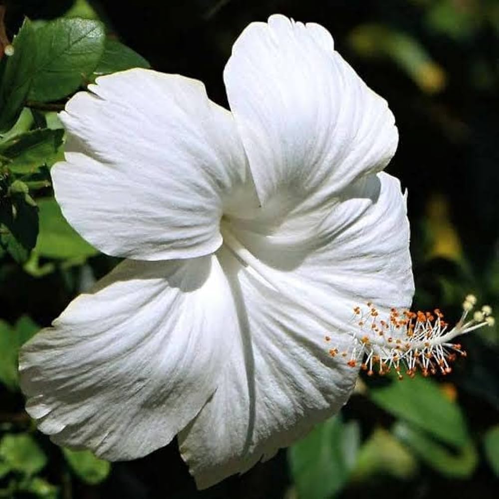White Hibiscus Flower Seeds – Blooming Plants for Balcony and Patio Gardens - Heirloom Non GMO High Germination Garden