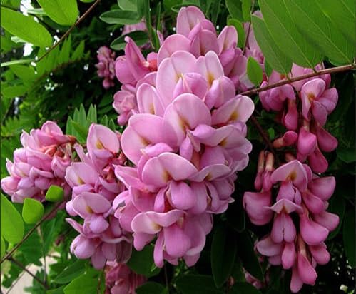 Pink Sophora Flower Seeds