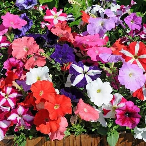 Mixed Petunia Flowers Seeds