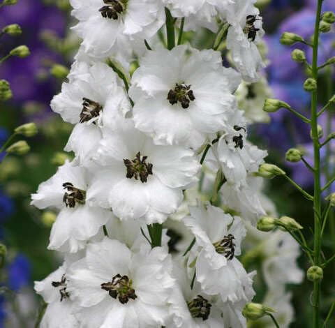 White Delphinium Flower Seeds
