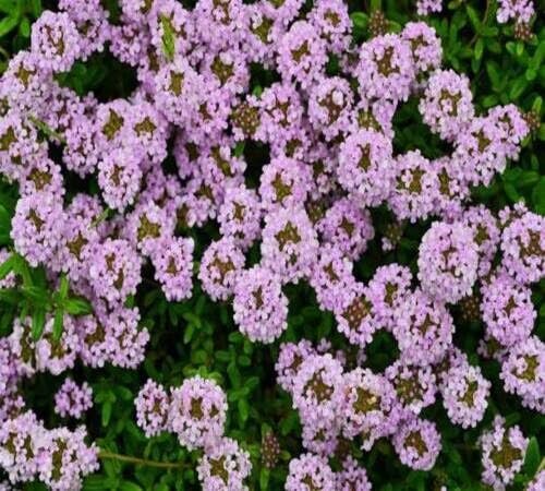 Purple Creeping Thyme Flower Seeds