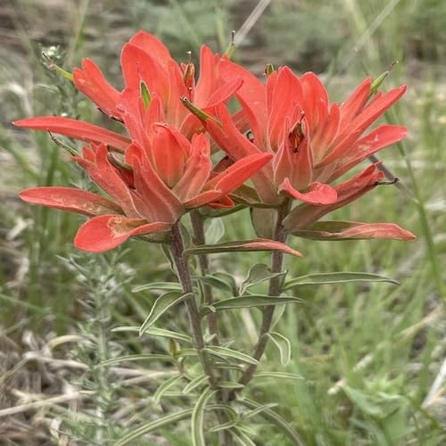 Red Castilleja Flower Seeds
