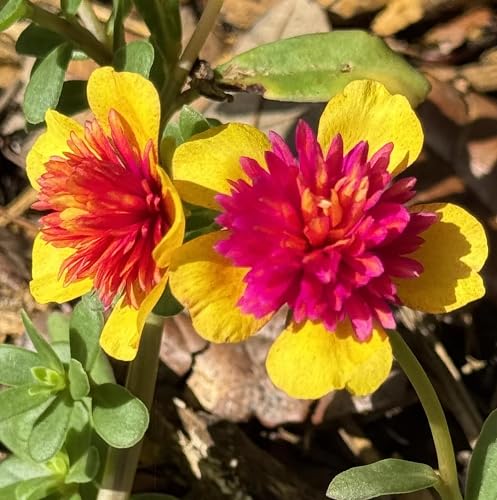 Pink Yellow Portulaca Flower Seeds