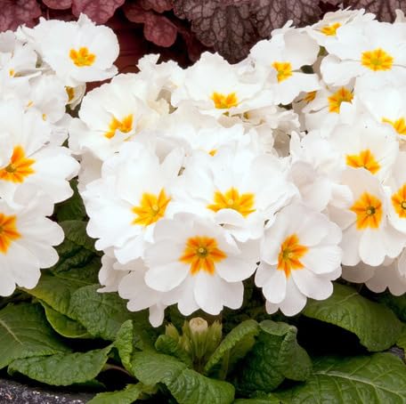 White Primrose Flower Seeds