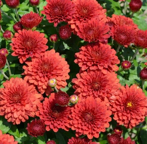 Red Chrysanthem Flower Seeds