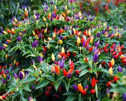 Mixed Pepper Vegetables Seeds vegetable seeds - Heirloom, Organic, Non Gmo Garden Seeds for kitchen garden planting