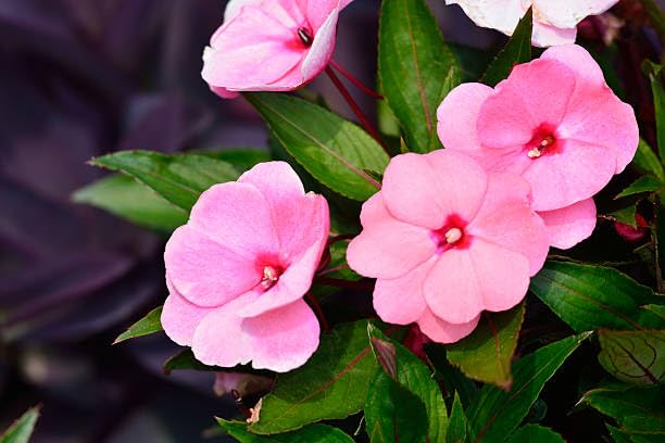 Pink Impatiens Flower Seeds