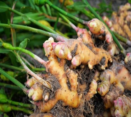 Ginger vegetable seeds - Heirloom, Organic, Non Gmo Garden Seeds for kitchen garden planting