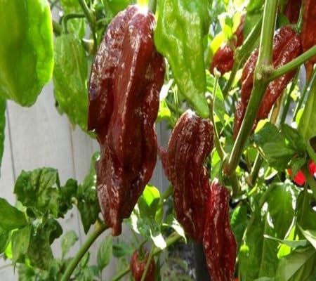 Bang Chilli Pepper vegetable seeds - Heirloom, Organic, Non Gmo Garden Seeds for kitchen garden planting