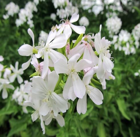 White Saponaria Flower Seeds