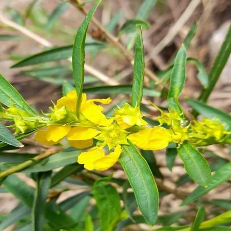 Heimia Flower Seeds