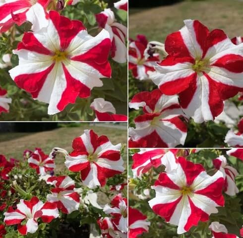 Red White Petunia Flower Seeds