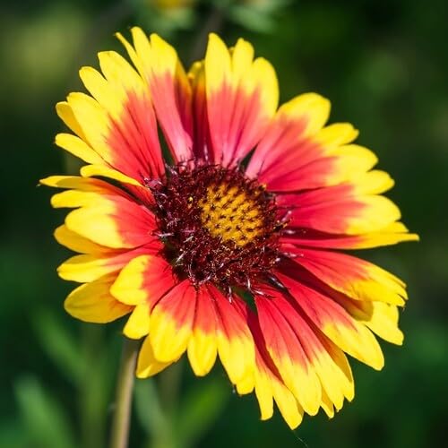Yellow Orange Gaillardia Flower Seeds