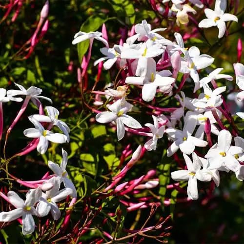 Pink Climbing Jasmine Flower Seeds