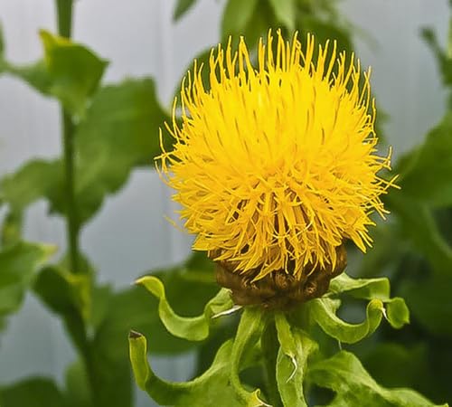 Yellow Centaurea Flower Seeds
