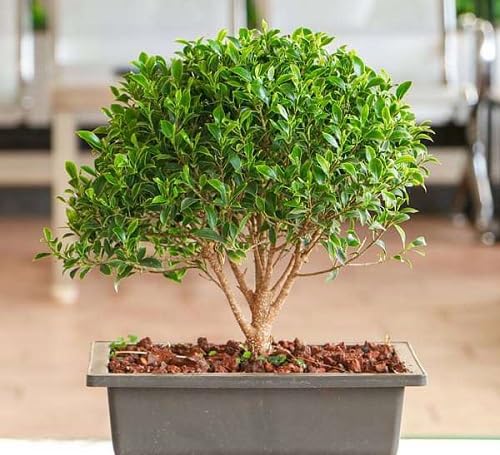 Parsley Plant Seeds Green herb seeds - natural growing, healthy herbs garden seeds
