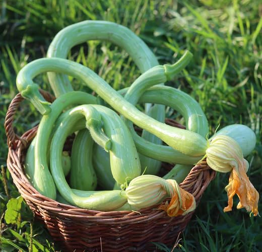 Green tromboncino vegetable seeds for Home Gardening, Heirloom, Non-GMO, High Germination for kitchen garden planting