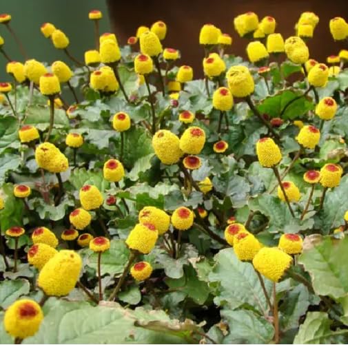 Red Yellow Spilanthes Flower Seeds