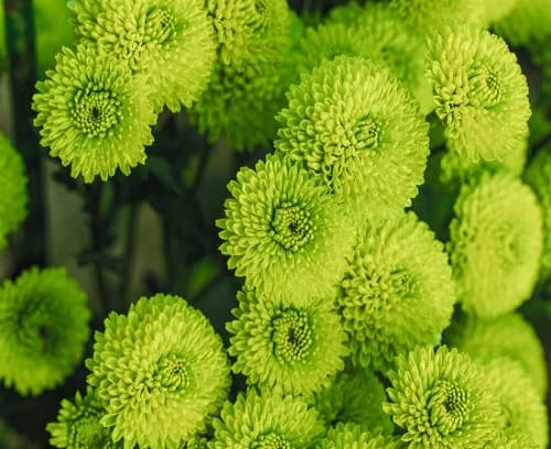 Green Spider Chrysanthemum Courtyard Flower Seeds