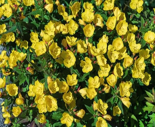Yellow Primrose Flowers Seeds