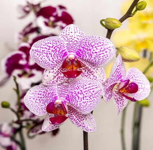 Pink White Orchid Flower Seeds