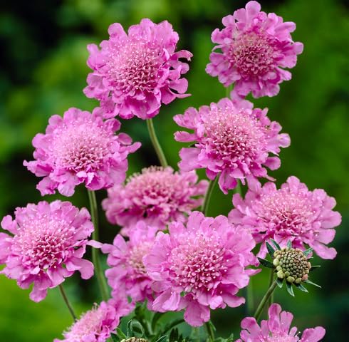 pink scabious flower seeds